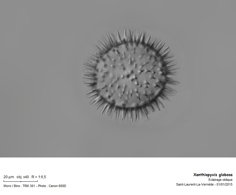 Xanthiopyxis globosa #40258
