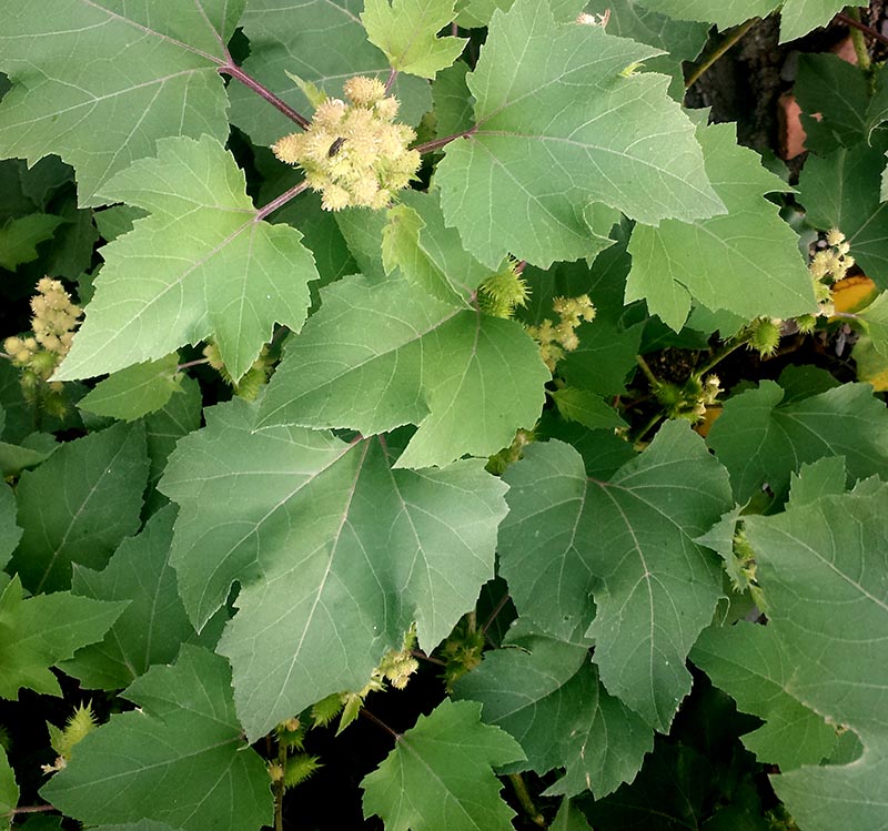 Xanthium orientale subsp. italicum #52551