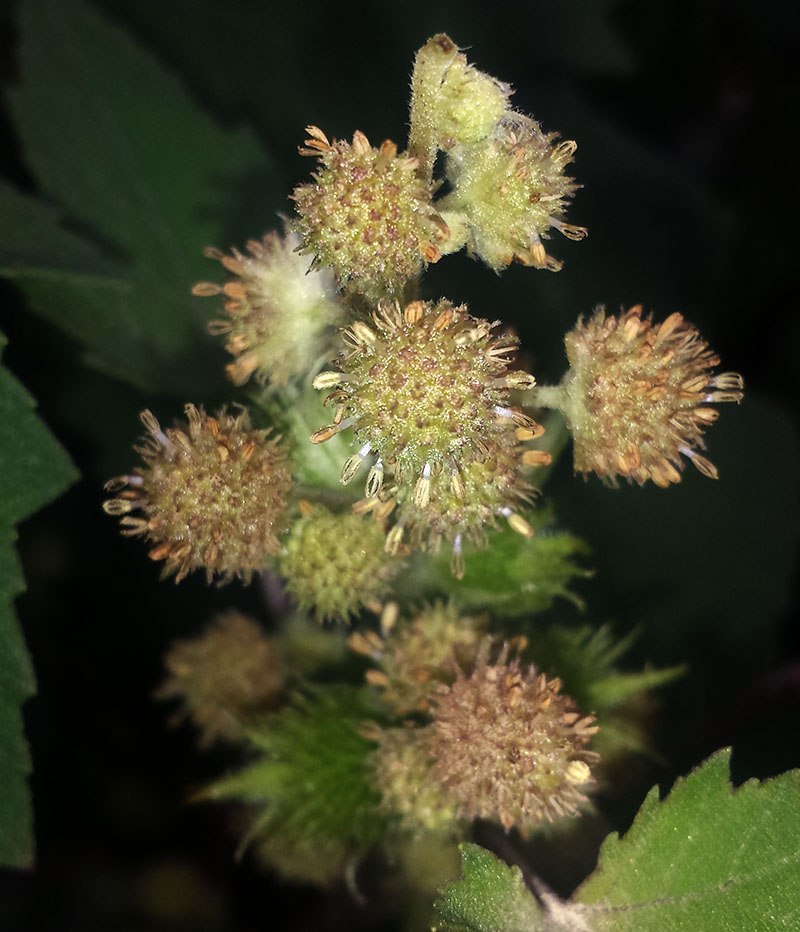 Xanthium orientale subsp. italicum #52552