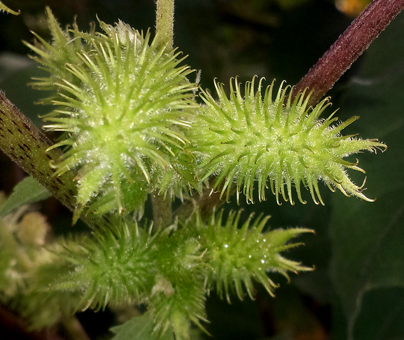 Xanthium orientale subsp. italicum #52555