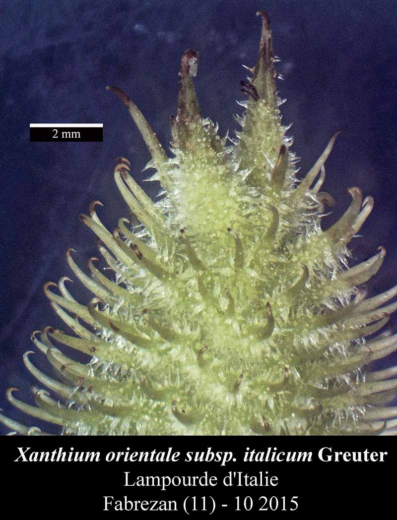 Xanthium orientale subsp. italicum #52556