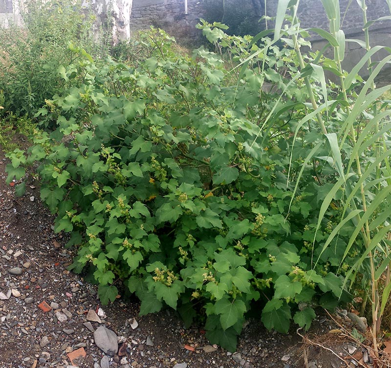 Xanthium orientale subsp. italicum #52550