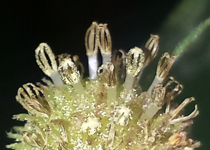 Xanthium orientale subsp. italicum #52557