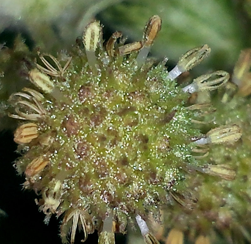Xanthium orientale subsp. italicum #52553