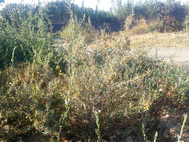 Xanthium spinosum #51743