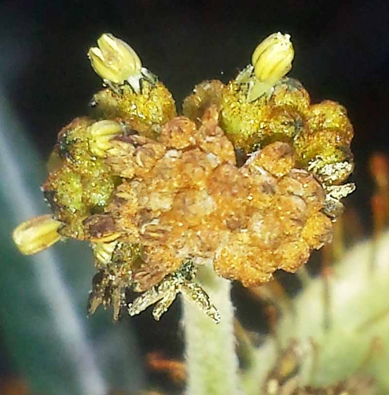 Xanthium spinosum #51750