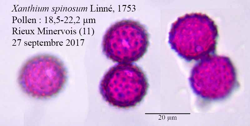 Xanthium spinosum #51751