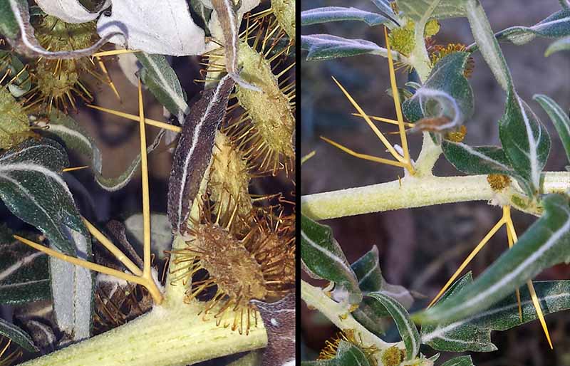 Xanthium spinosum #51744