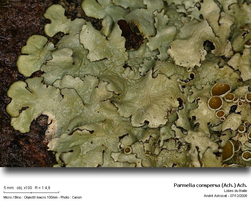 Xanthoparmelia conspersa (Ach.) Hale =Parmelia conspersa #39945