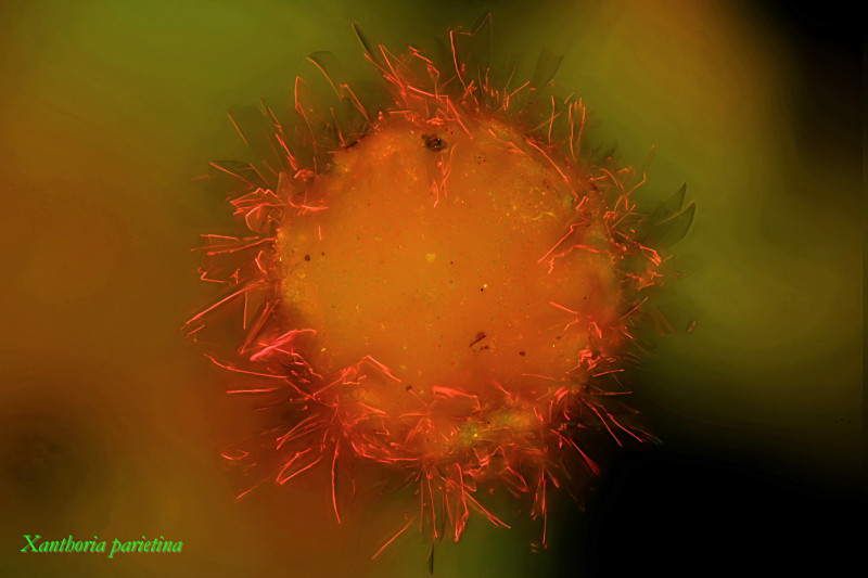 Xanthoria parietina. Sublimation du parietin #34233