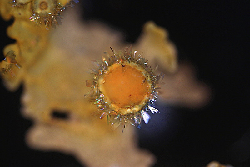 Xanthoria parietina. Sublimation du parietin #34231
