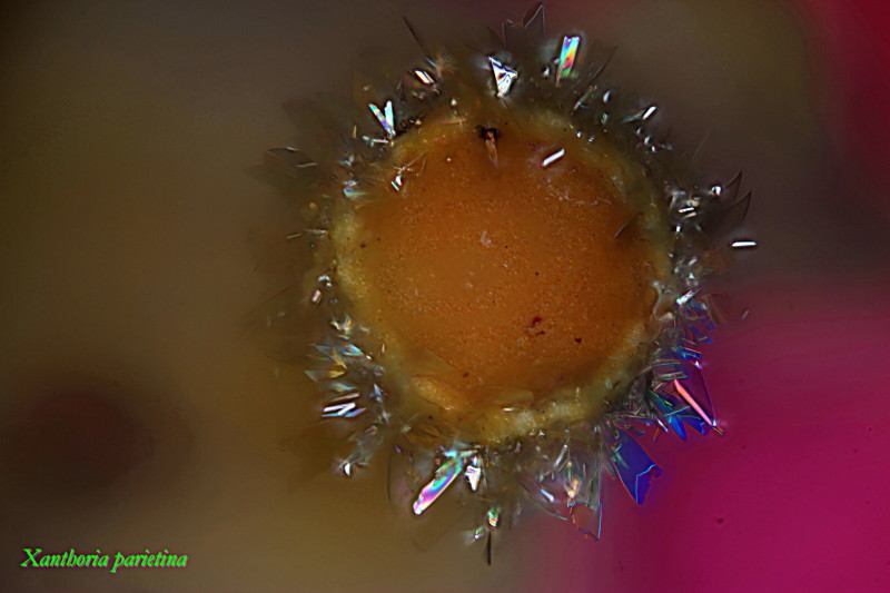 Xanthoria parietina. Sublimation du parietin #34232