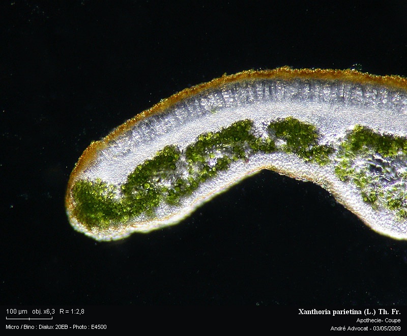 Xanthoria parietina (L.) Th. Fr. #10315