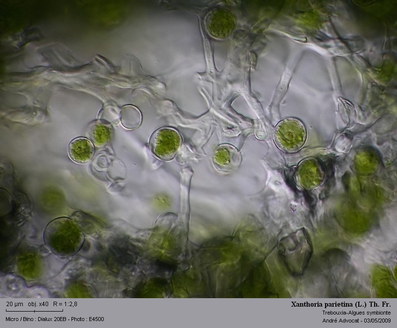 Xanthoria parietina (L.) Th. Fr. #10314