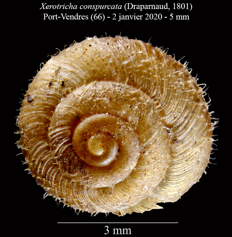 Xerotricha conspurcata #61566