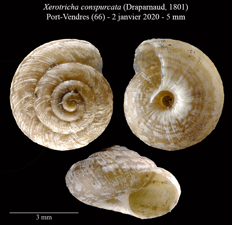 Xerotricha conspurcata #61565