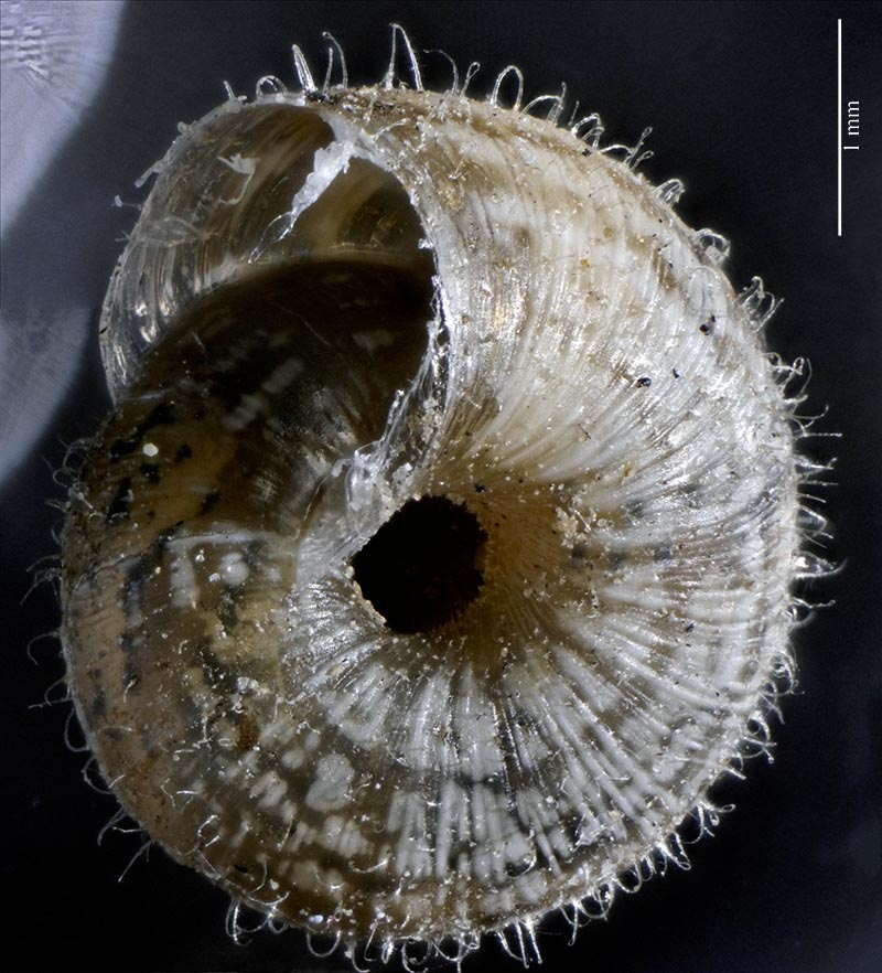 Xerotricha conspurcata #61567