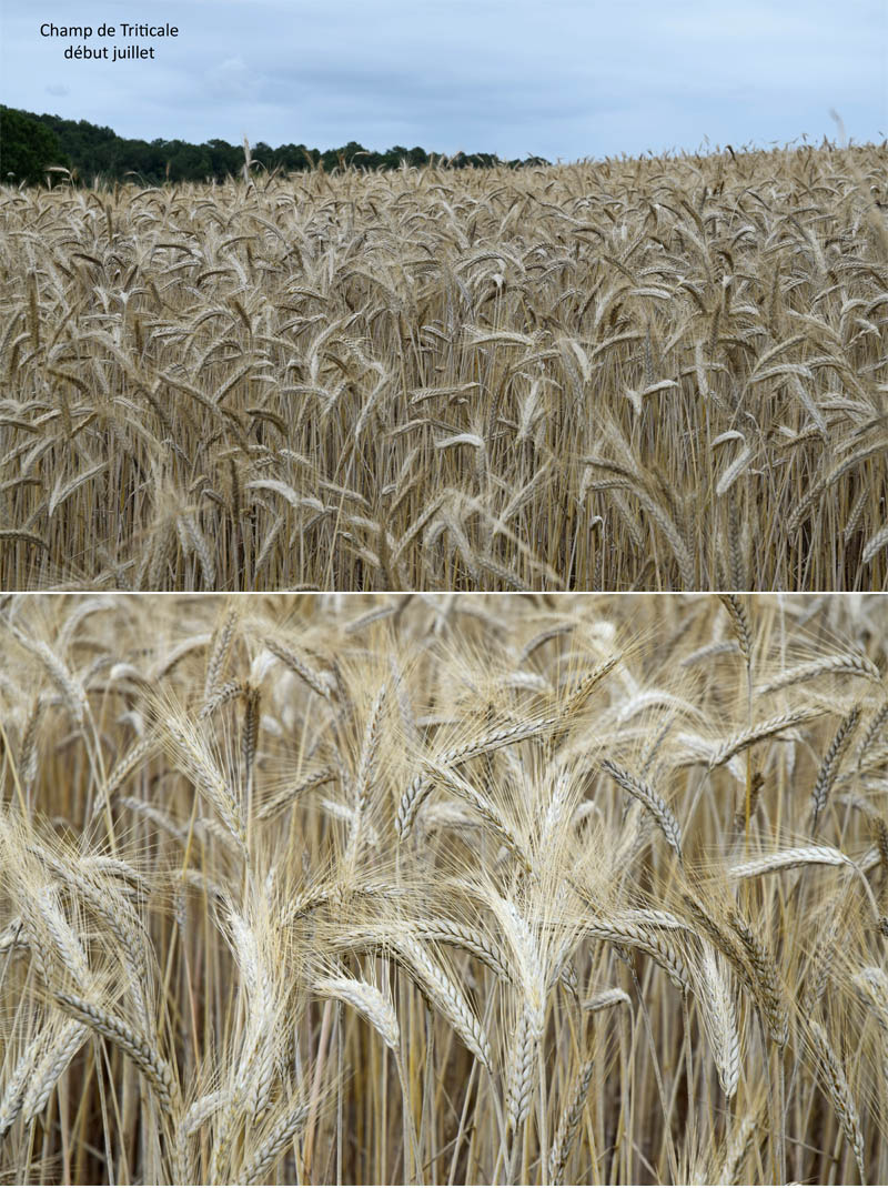 xTriticosecale rimpaui Wittmack – Triticale #72064