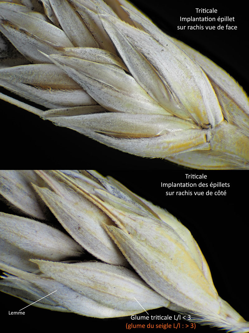 xTriticosecale rimpaui Wittmack – Triticale #72065