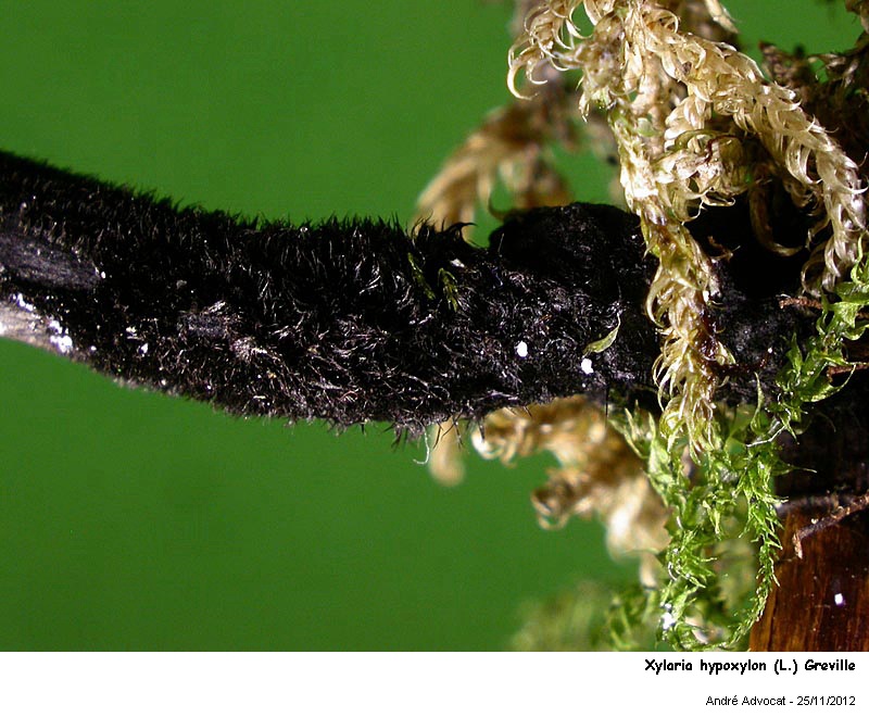 Xylaria hypoxylon (L.) Greville #29004