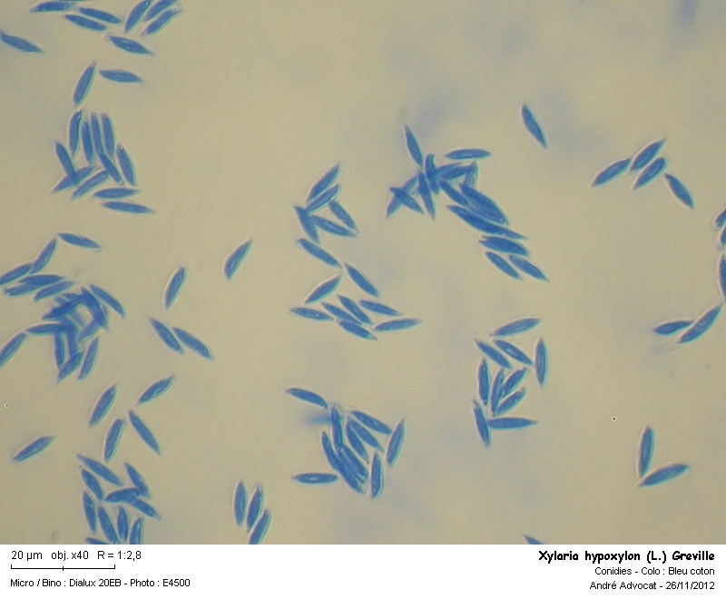 Xylaria hypoxylon (L.) Greville #29006