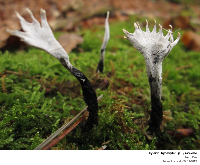 Xylaria hypoxylon (L.) Greville #29003
