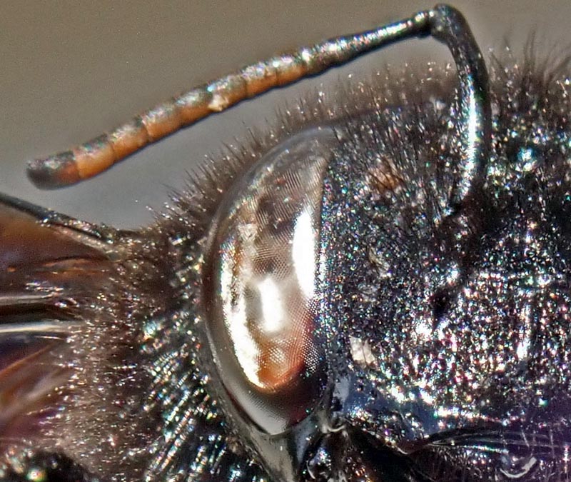 Xylocopa violacea (Linnaeus, 1758) #59591