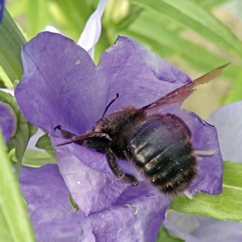 Xylocopa violacea (Linnaeus, 1758) #59689