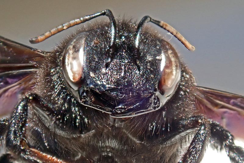 Xylocopa violacea (Linnaeus, 1758) #59590