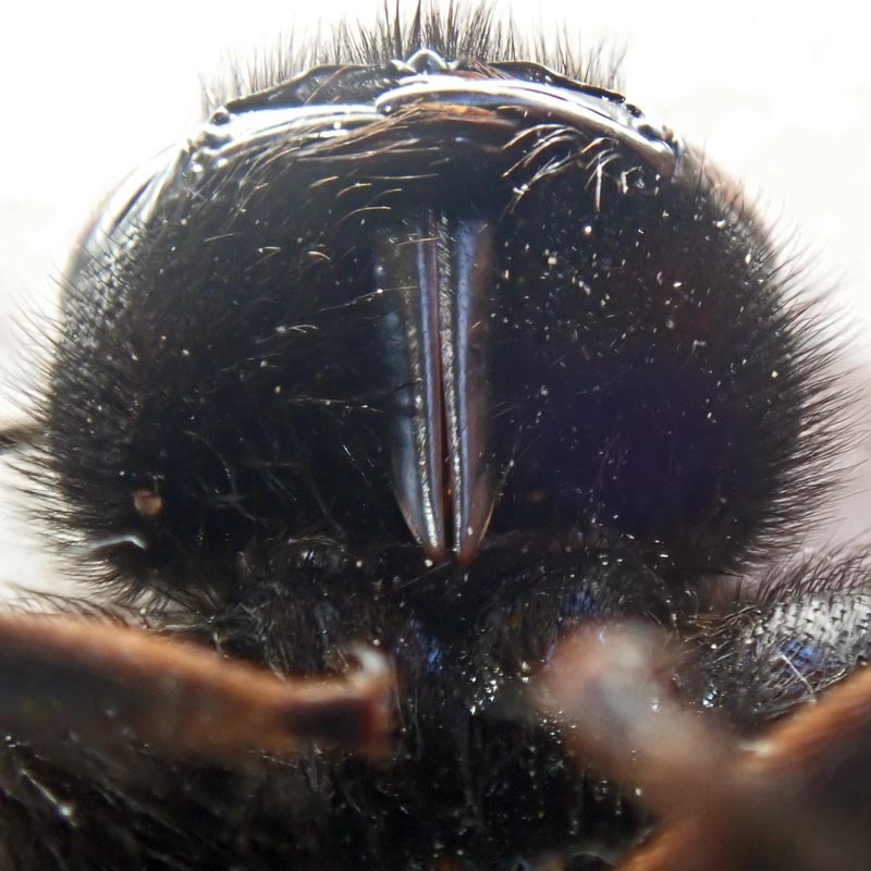 Xylocopa violacea (Linnaeus, 1758) #59592