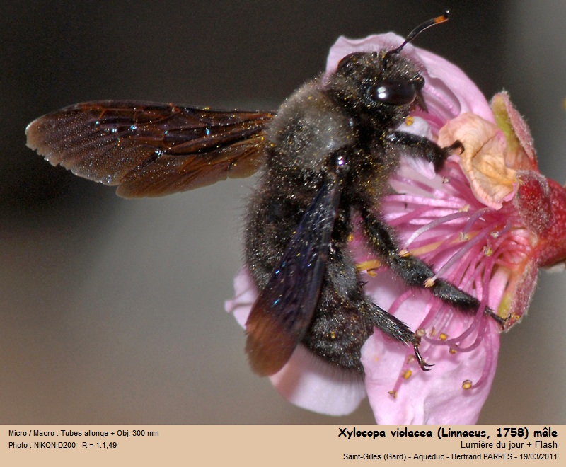 Xylocopa violacea (abeille charpentière) #21478