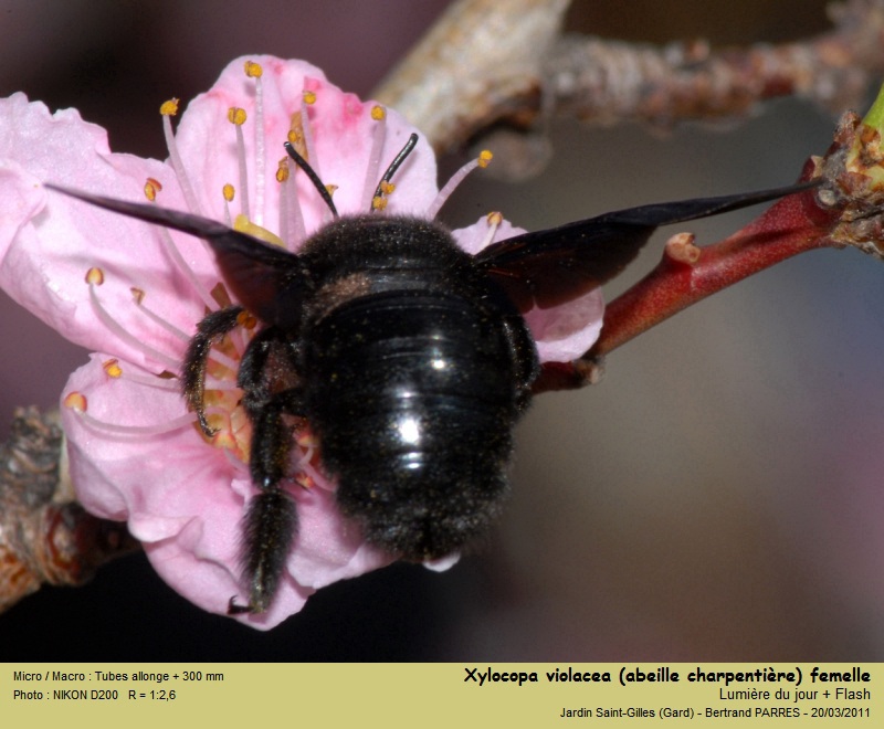Xylocopa violacea (abeille charpentière) #21477