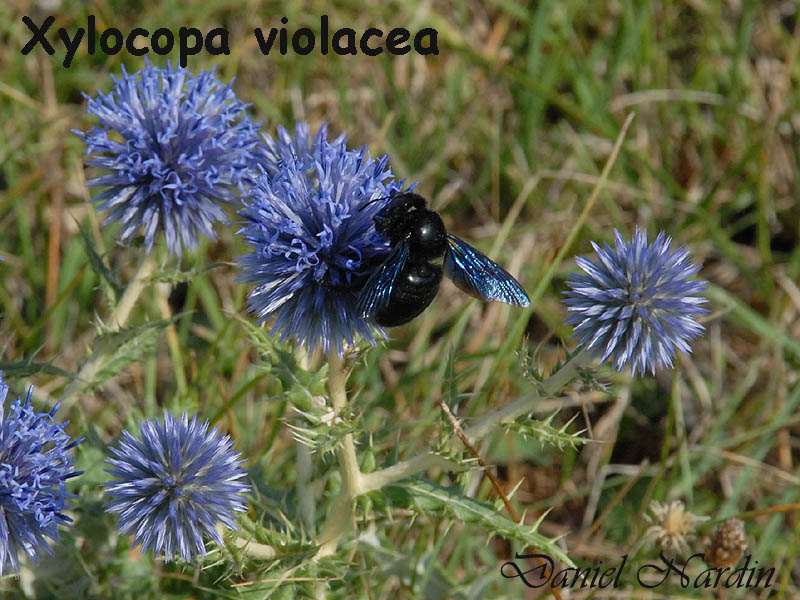 Xylocopa violacea, Abeille charpentière #817