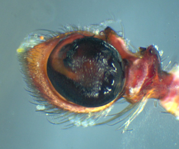 Xysticus acerbus - Thomisidae #10686