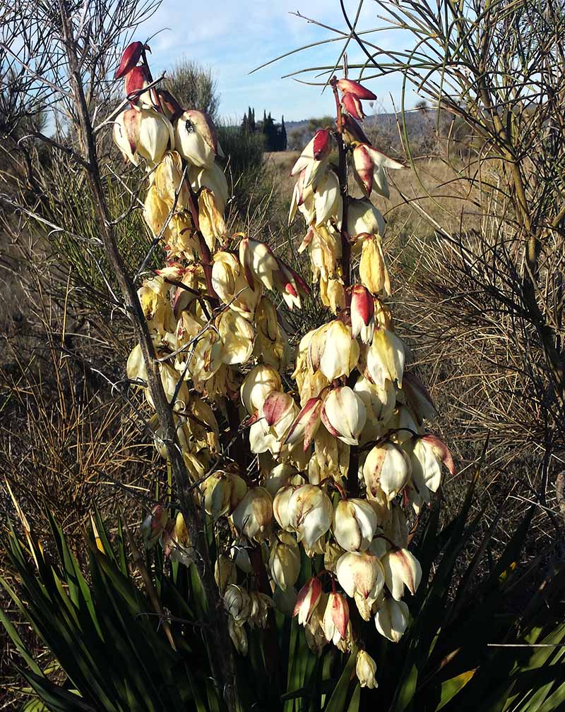 Yucca gloriosa #48534
