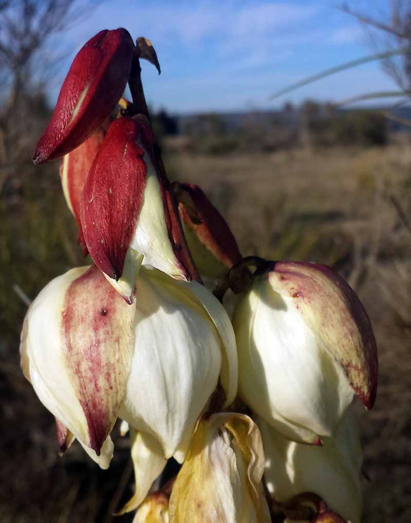 Yucca gloriosa #48537