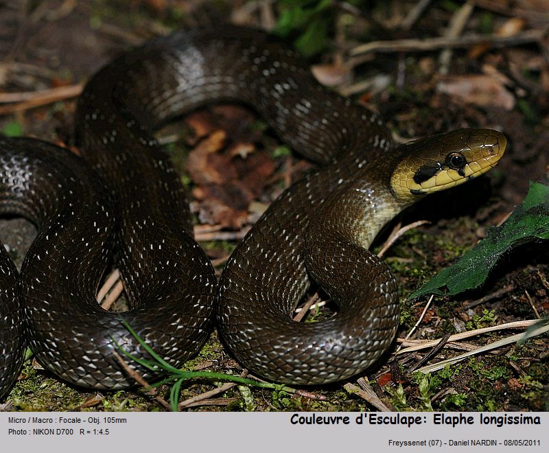 Zamenis longissimus (Laurenti, 1768) Couleuvre d Esculape #22141