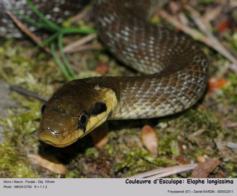 Zamenis longissimus (Laurenti, 1768) Couleuvre d Esculape #22142