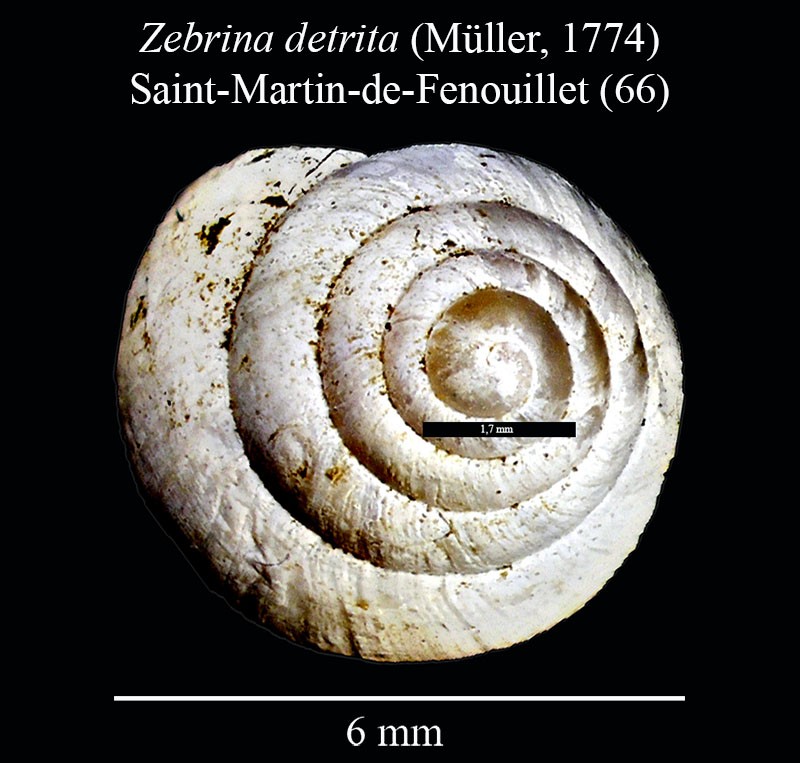 Zebrina detrita #55631