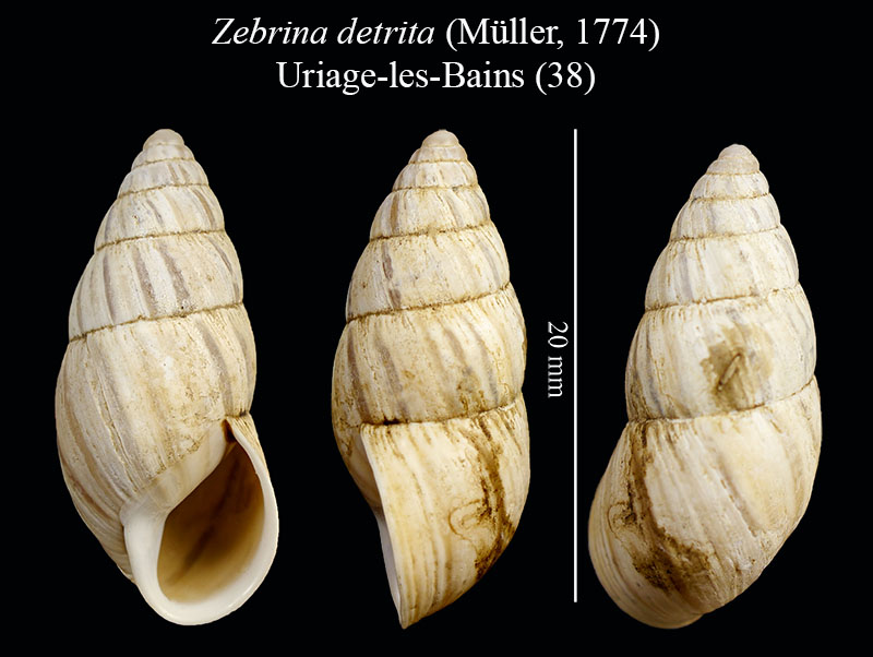 Zebrina detrita #55629