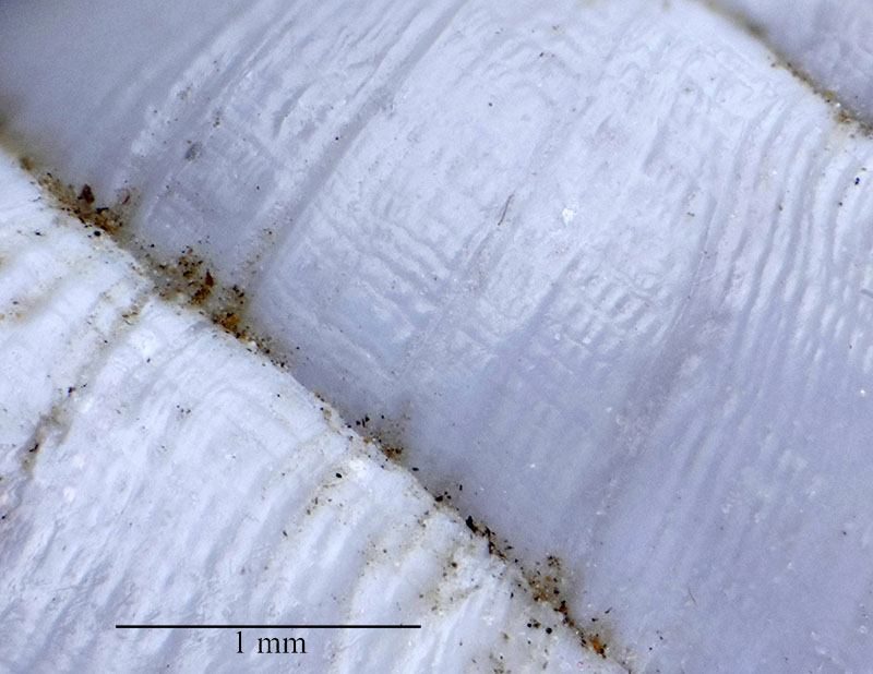 Zebrina detrita #55633