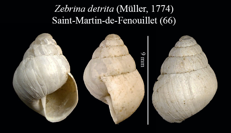 Zebrina detrita #55630