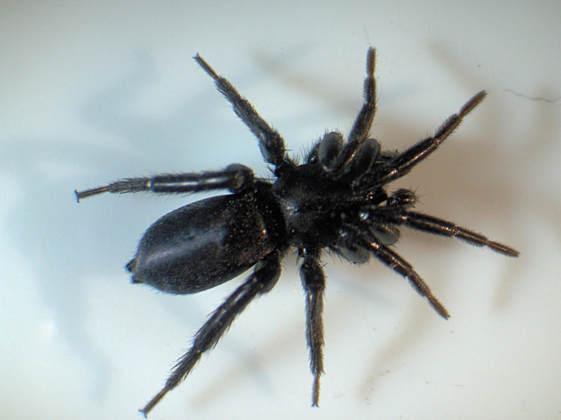 Zelotes cf latreillei (Simon) - Gnaphosidae #5627