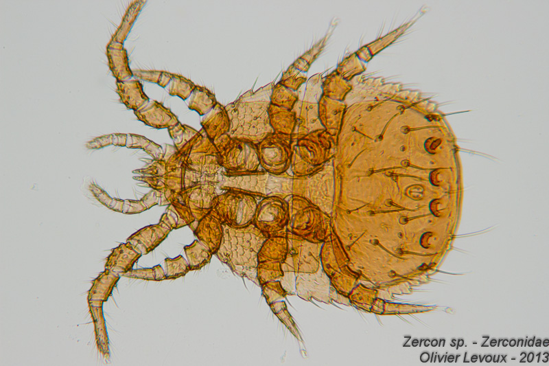 Zercon sp. - Zerconidae #30887
