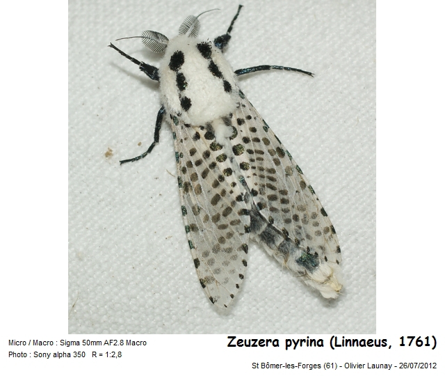 Zeuzera pyrina (Linnaeus, 1761) - la Coquette #43302