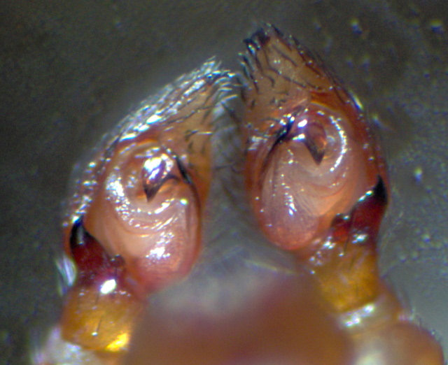 Zodarion italicum - Zodariidae #5171
