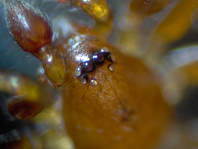 Zodarion italicum - Zodariidae #5170