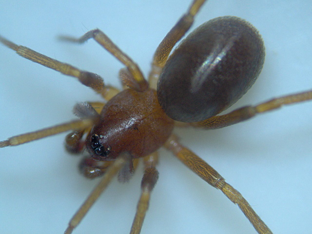 Zodarion italicum - Zodariidae #5169