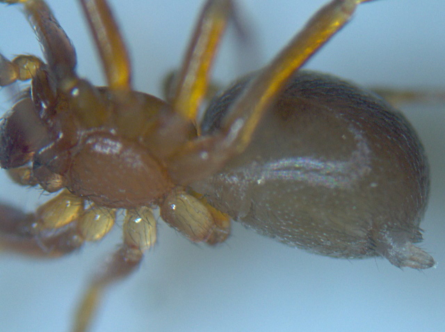 Zodarion italicum - Zodariidae #5172
