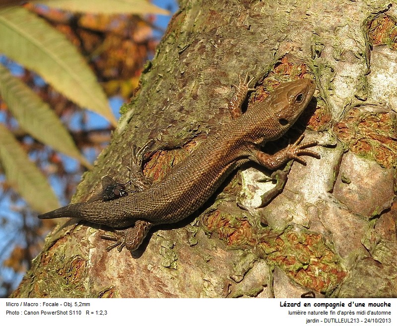 ZOOTOCA VIVIPARA - LEZARD VIVIPARE #34433